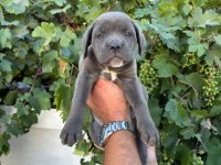 Cane Corso Yavrularımız