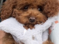 Tokyo hanım poodle