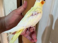 40 GÜNLÜK LUTİNO BEBEK SULTAN PAPAĞANI