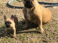 Micro 2 yaşında french bulldog kızımız