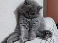 Kedi Kızımın İlk Yavruları Dişi British Longhair