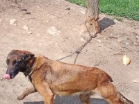 Belçika malinois köpeğimiz 4 yaşında