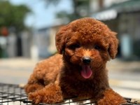Toy Poodle Yavrularımız