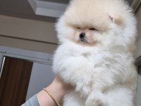 Üst kalite EFSANE DİŞİ pomeranian