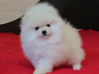 SAĞLIK VE IRK GARANTİLİ POMERANİAN BOO