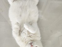 Safkan Bebeklerimizi Sahiplendiriyoruz Scottish Fold