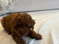 TOY POODLE YAVRULARI YENİ YUVALARINI BEKLİYOR