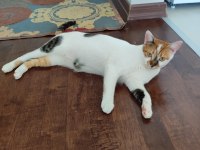 1 yaşında calico iki kız kardeş kediler