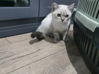 Minik British ler sahiplerini bekliyor