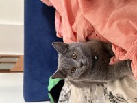 3 aylık erkek british shorthair tuvalet eğitimi vardır
