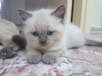 British shorthair ve scottish blue point yavrular