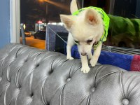 4 aylık dişi aşıları yapılmış çok akıllı chihuahua