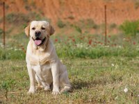 Şampiyon Anne Babadan FCI-KIF Şecereli Labrador Yavrular