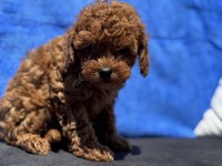 Ankaranın en özel redbrown toy poodle yavruları