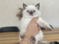 BLUE POİNT SEVİMLİ BRİTİSH SHORTHAİR YAVRUM 