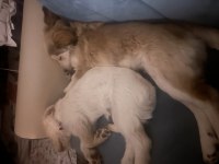 Köpeklere ACİL Yuva aranıyor