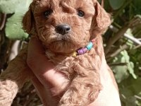 Toy poodle ev ortamından