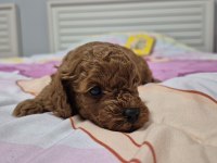 10 Güne Teslim Kore Anne Babadan Safkan KORE Poodle BEBEKLER