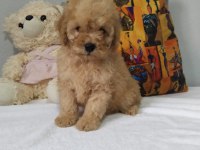 Rengarenk poodle Minnoşlar sizlerin olmaya hazır