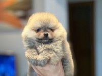 POMERANİAN BOO YAVRULAR