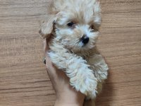 F2 Duble Dizayn Baby Maltipoo
