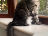 WCF Üyesi Grand Design Catteryden Black Smoke Maine Coon