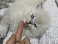 Beyaz British Longhair
