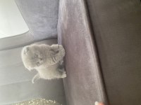 Orijinal anne babadan Scottish fold yavrular
