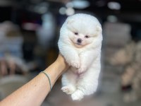 Pomeranian boo 60 günlük