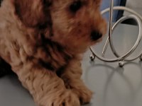 Anne altından 2 aylık erkek toy poodle