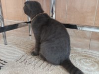 Satılık 5 aylık scottish fold
