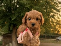 RED KORE MİCRO TEACUP MALTİPOO
