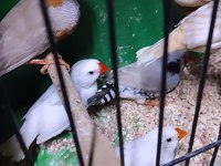 Jumbo Ve Mutasyon Hint Bülbülleri