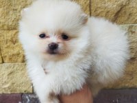 Pomeranian boo yavrularımız