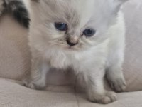 Sevgi Dolu Yuvalarını Arayan 3 British Longhair Yavru