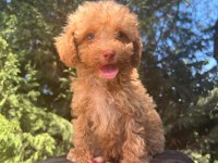 Maltipoo Yavrular Adrese Gönderim ve Kapıda Ödeme Vardır