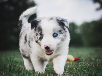 Şecereli erkek border collie yavrusu