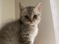 A kalite erkek Silver Tabby Scottish Straight yavrumuz yeni