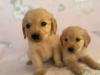Türünün tek örneği baby Golden Retriever Orjinal