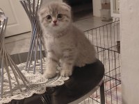 Scottish Fold Dişi