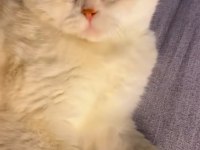 2 Yaşında Erkek Scottish Fold