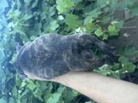 KAPLAN DESENLİ FRENCH BULLDOG (BRENDLE)