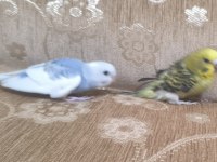 Alıştırmalık Uysal Yavru Muhabbet Kuşları