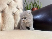 British Longhair Kedimiz