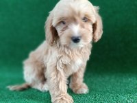 MALTIPOO YAVRULARIMIZ