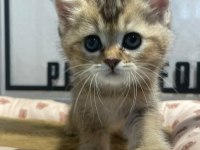 Golden tabby british bebeğim