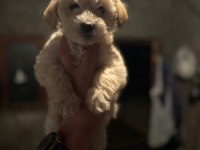 MALTİPOO KÖPEKLER