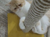 Exotic shorthair 1 yaşında