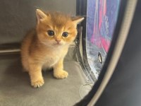 Golden Ny12 British Shorthair Yavrular