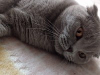 Scottish fold kedimiz